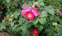 Rosa (Strauchrose) 'Rosa canina Kiese'