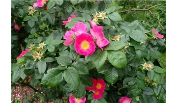 Rosa (Strauchrose) 'Rosa canina Kiese'