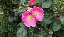 Rosa (Strauchrose) 'Rosa canina Kiese'