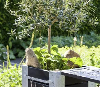 Olea europaea Bonsai