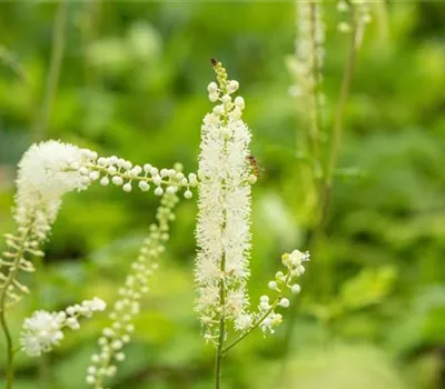 Actaea simplex 'White Pearl' Actaea simplex 'White Pearl'