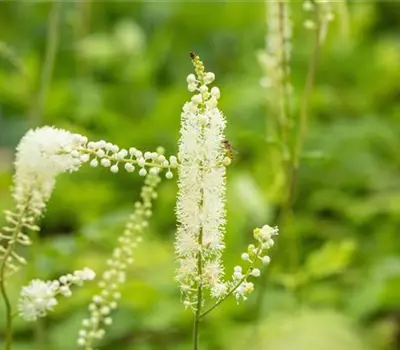 Actaea simplex 'White Pearl'