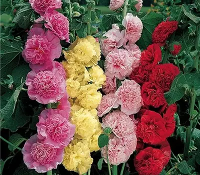 Alcea rosea 'Chater's Mix'