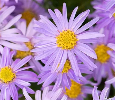 Aster amellus 'Rudolf Goethe'