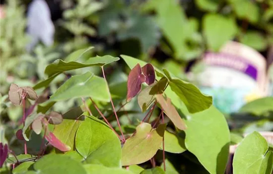 Epimedium youngianum (x) 'Niveum'