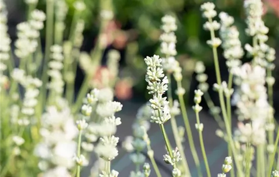Lavandula angustifolia 'Edelweiss'