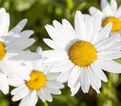 Leucanthemum vulgare