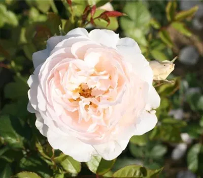 Rosa (Englische Rose) 'The Shepherdess'®