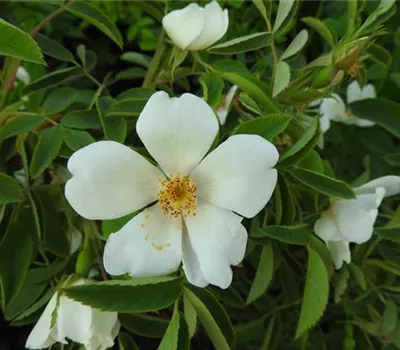 Rosa (Wildrose) corymbifera 'Laxa'