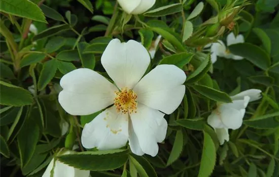 Rosa (Wildrose) corymbifera 'Laxa'
