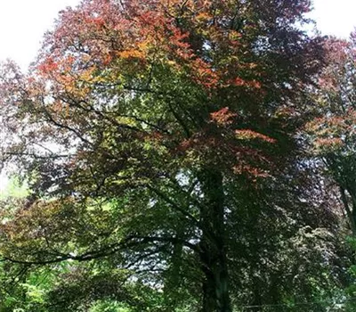 Fagus sylvatica 'Atropunicea' Fagus sylvatica 'Atropunicea'