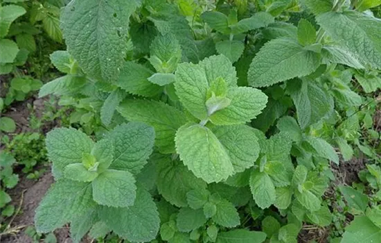 Mentha piperita (x)