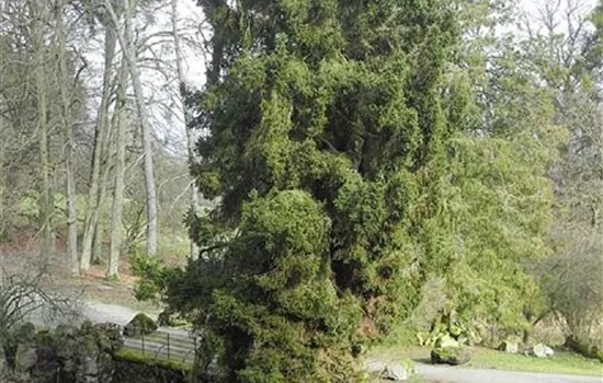 Picea abies 'Ohlendorffii'