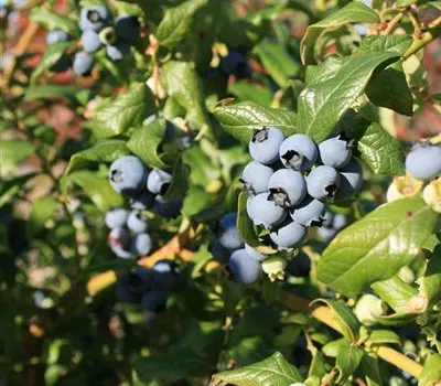 Vaccinium corymbosum 'Hortblue Petite'