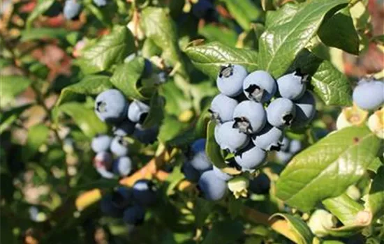 Vaccinium corymbosum 'Hortblue Petite'