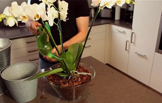 Orchidee - Einpflanzen in ein Gefäss Orchidee - Einpflanzen in ein Gefäss