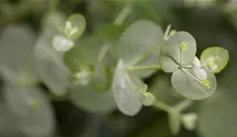 Eukalyptus