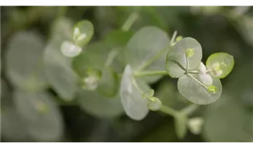 Eukalyptus