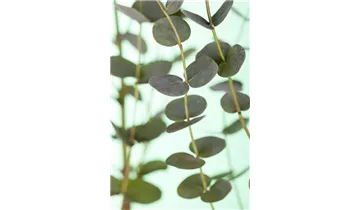Eukalyptus