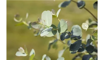 Eukalyptus