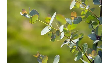 Eukalyptus