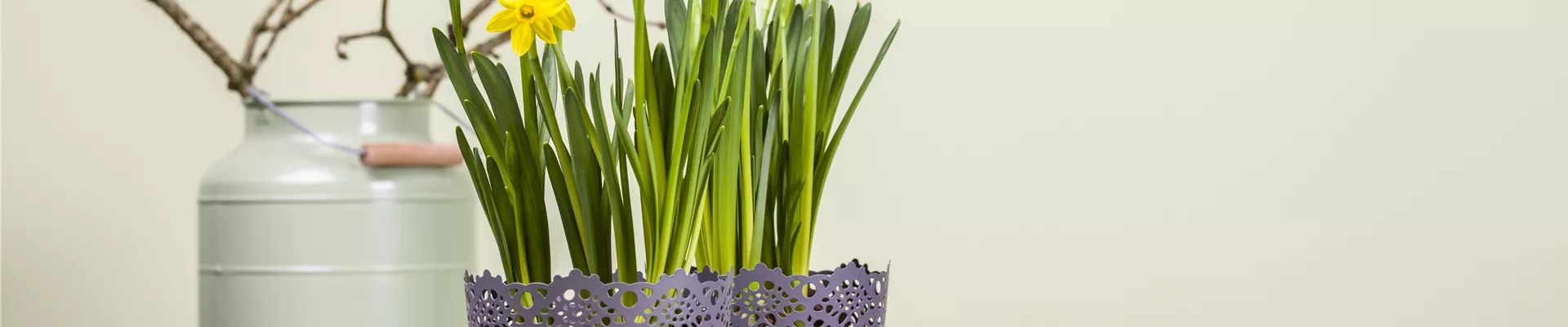 Narcissus, grosskronig Narcissus, grosskronig