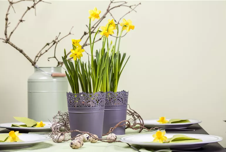 Narcissus, grosskronig