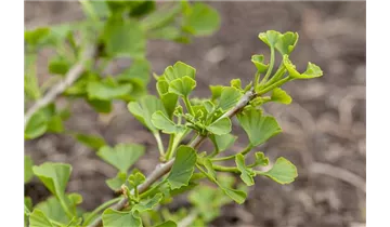 Ginkgobaum