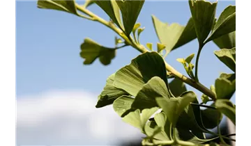Ginkgobaum