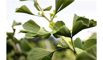 Ginkgobaum