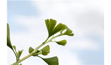 Ginkgobaum
