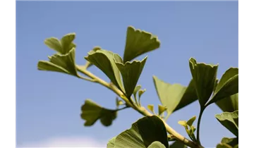 Ginkgobaum