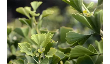 Ginkgobaum