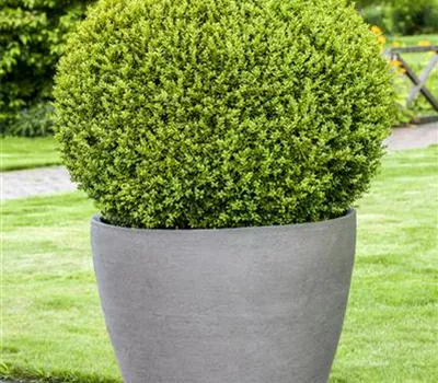 Buxus sempervirens Kugel