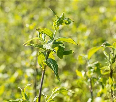 Cornus mas 'Schönbrunner Gourmet Dirndl'