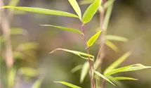 Bambus