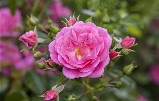Rosen richtig pflanzen Rosen richtig pflanzen