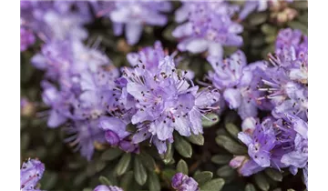 Rhododendron