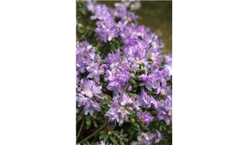 Rhododendron