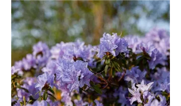 Rhododendron