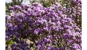 Rhododendron