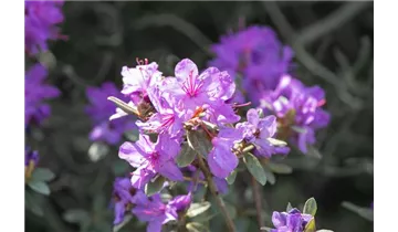 Rhododendron