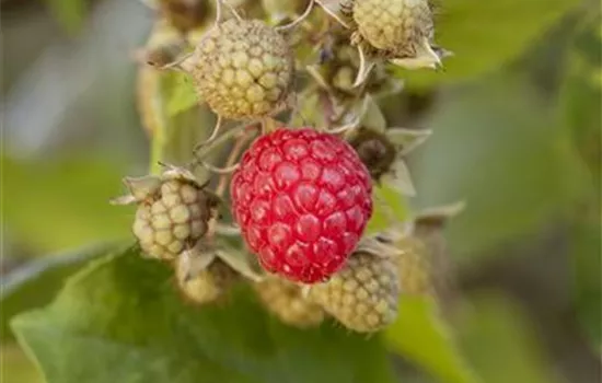 Rubus (Himbeere) 'Plentiful®'