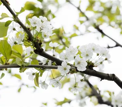 Prunus (Kirsche) 'Büttners rote Knorpel'