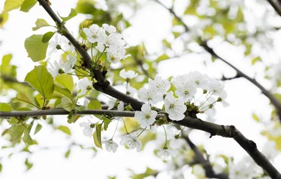 Prunus (Kirsche) 'Büttners rote Knorpel'