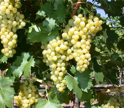 Vitis (Weinrebe) 'Talizman'