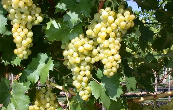 Vitis (Weinrebe) 'Talizman'
