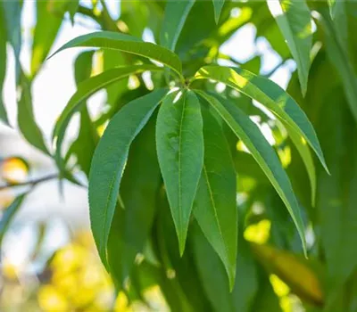 Prunus (Pfirsich) 'Dixired'