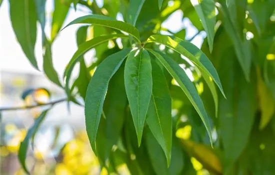 Prunus (Pfirsich) 'Dixired'