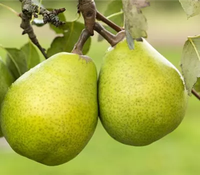 Pyrus (Birne) 'Alexander Lucas' Pyrus (Birne) 'Alexander Lucas'